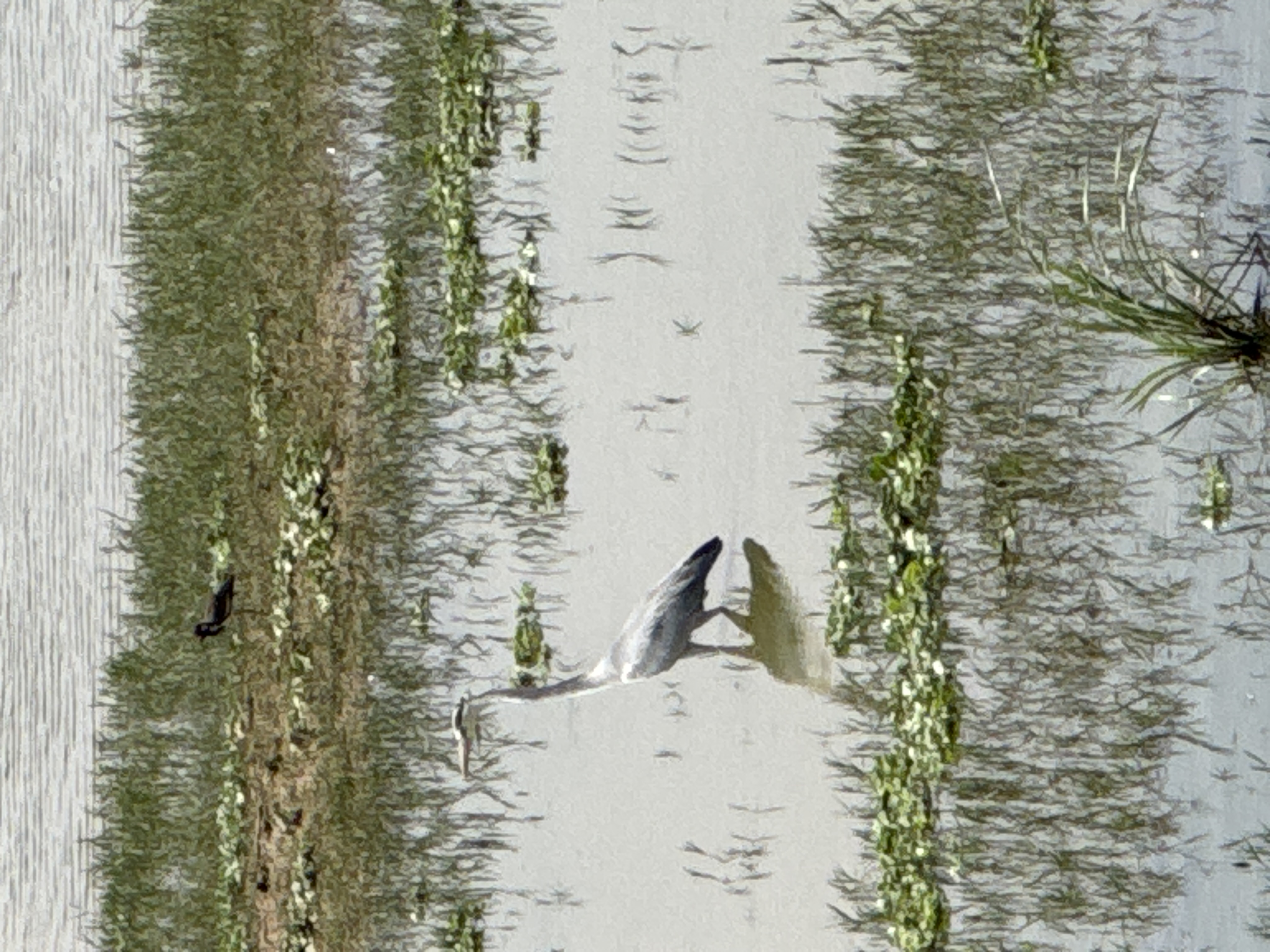Bird Image