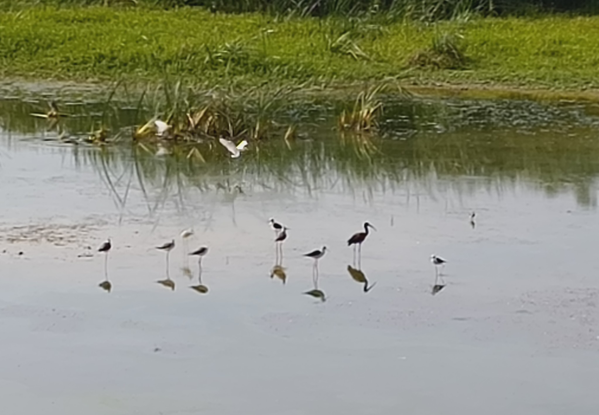 Bird Image
