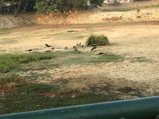 Bird Image
