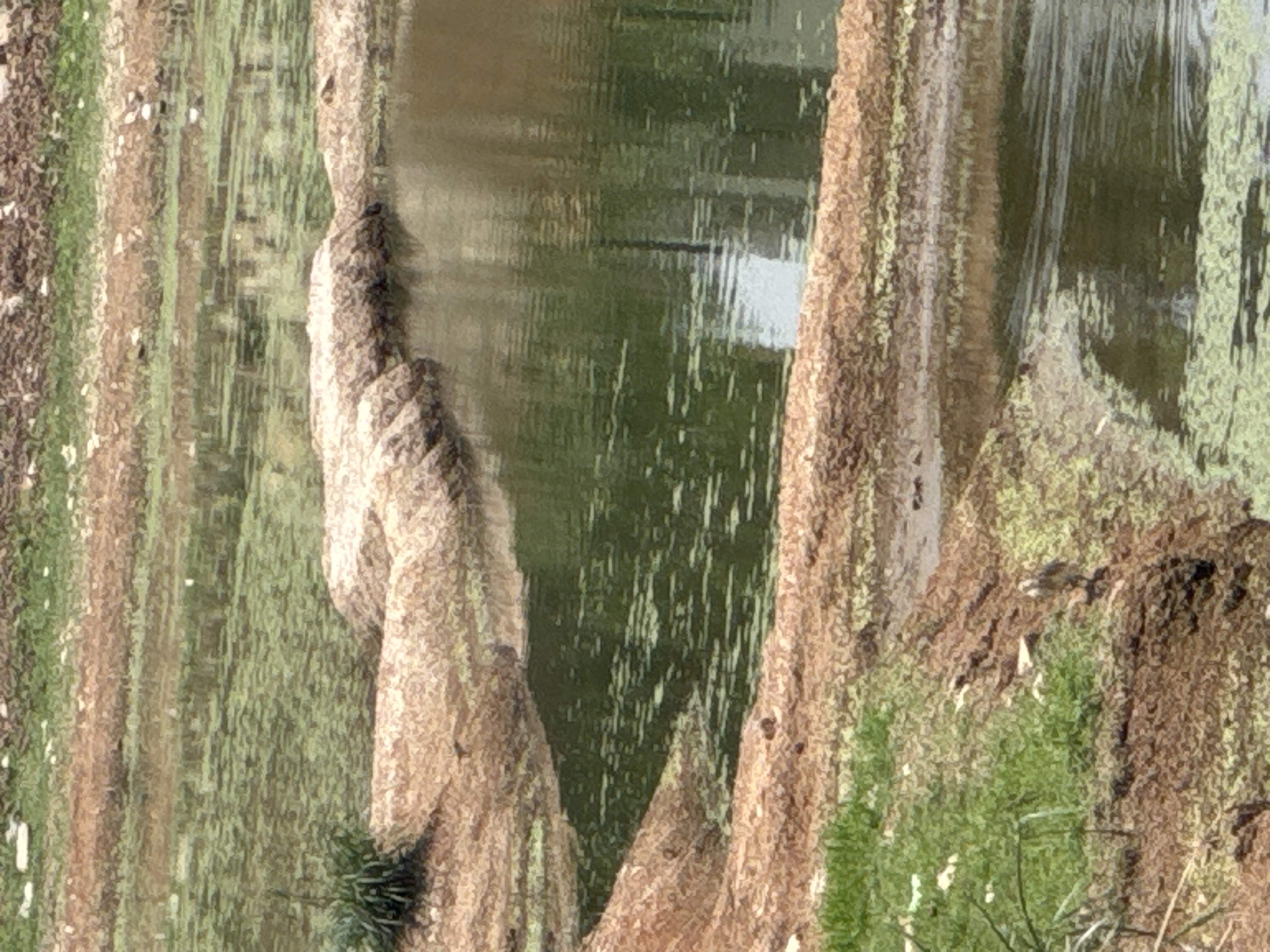 Bird Image