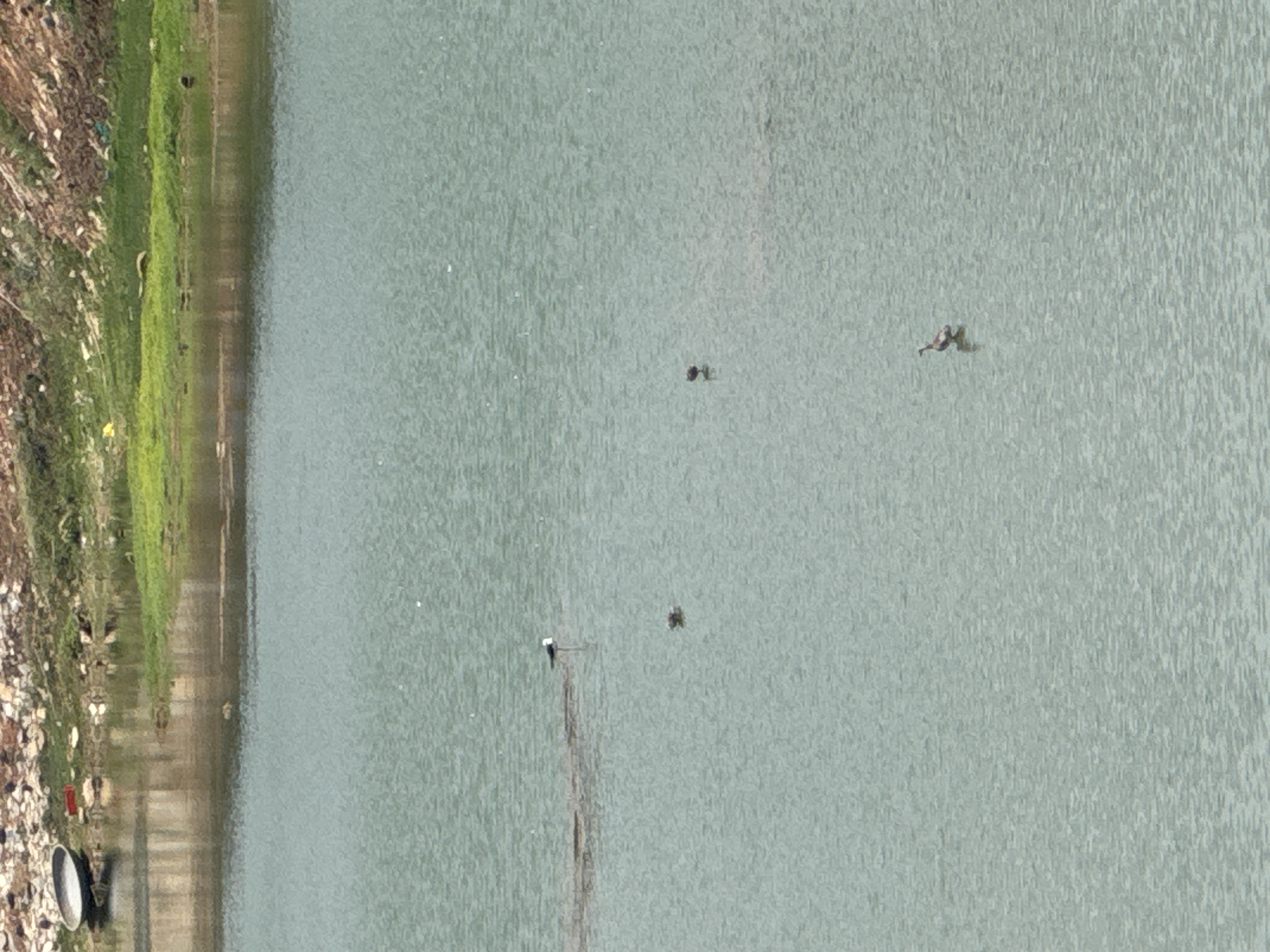 Bird Image