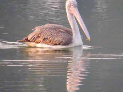Bird Image