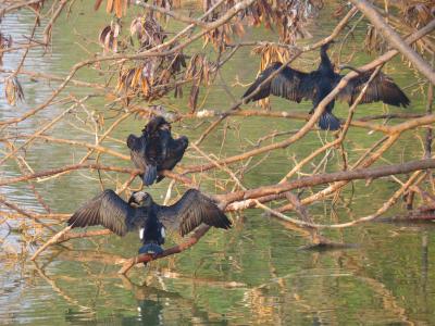 Bird Image