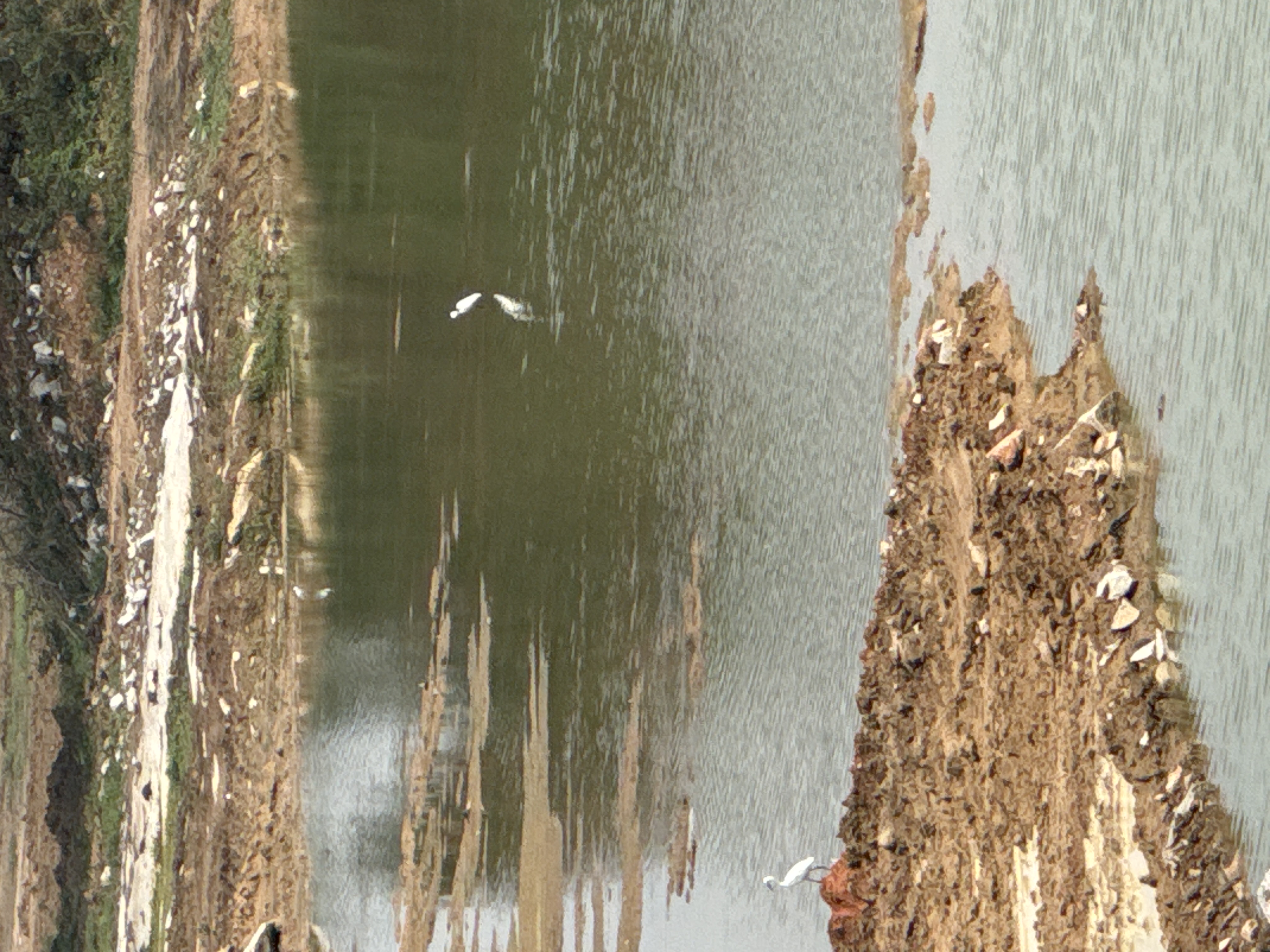 Bird Image