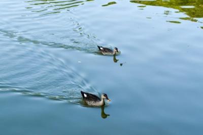 Bird Image