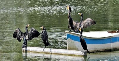 Bird Image