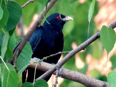 Bird Image