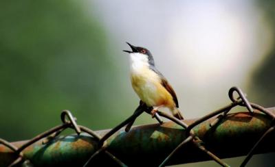 Bird Image